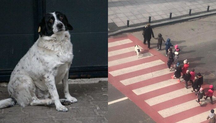 Пес-защитник детей