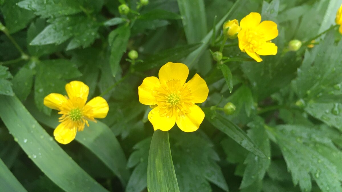 Пётр месяц ждал Рябину | Анна Приходько автор | Дзен