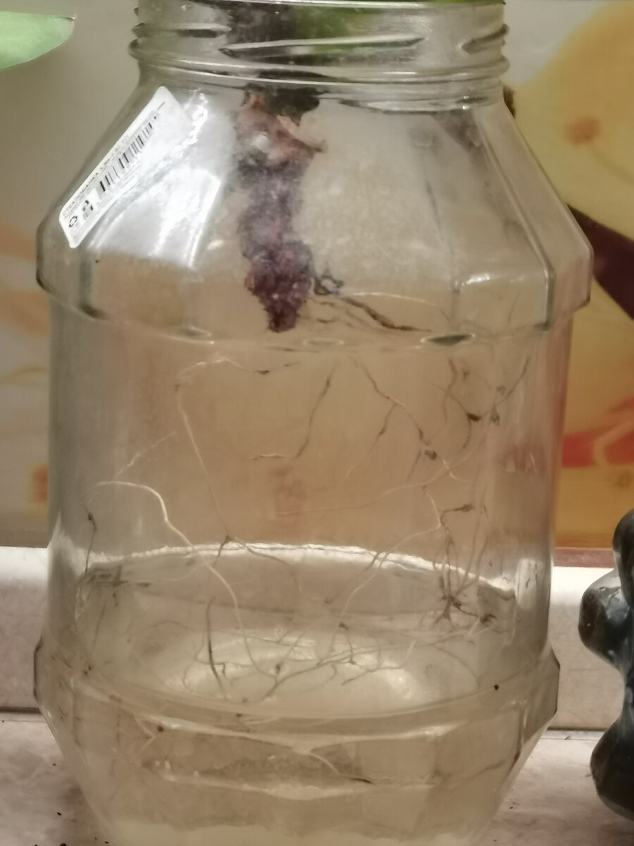 Корни облезли - остались только нити. Эту проблему можно решить с помощью воды и банки. Фото- дом.