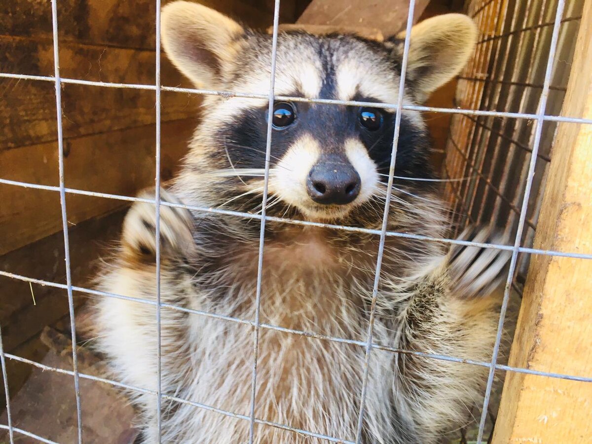 Енот как с обложки журналов