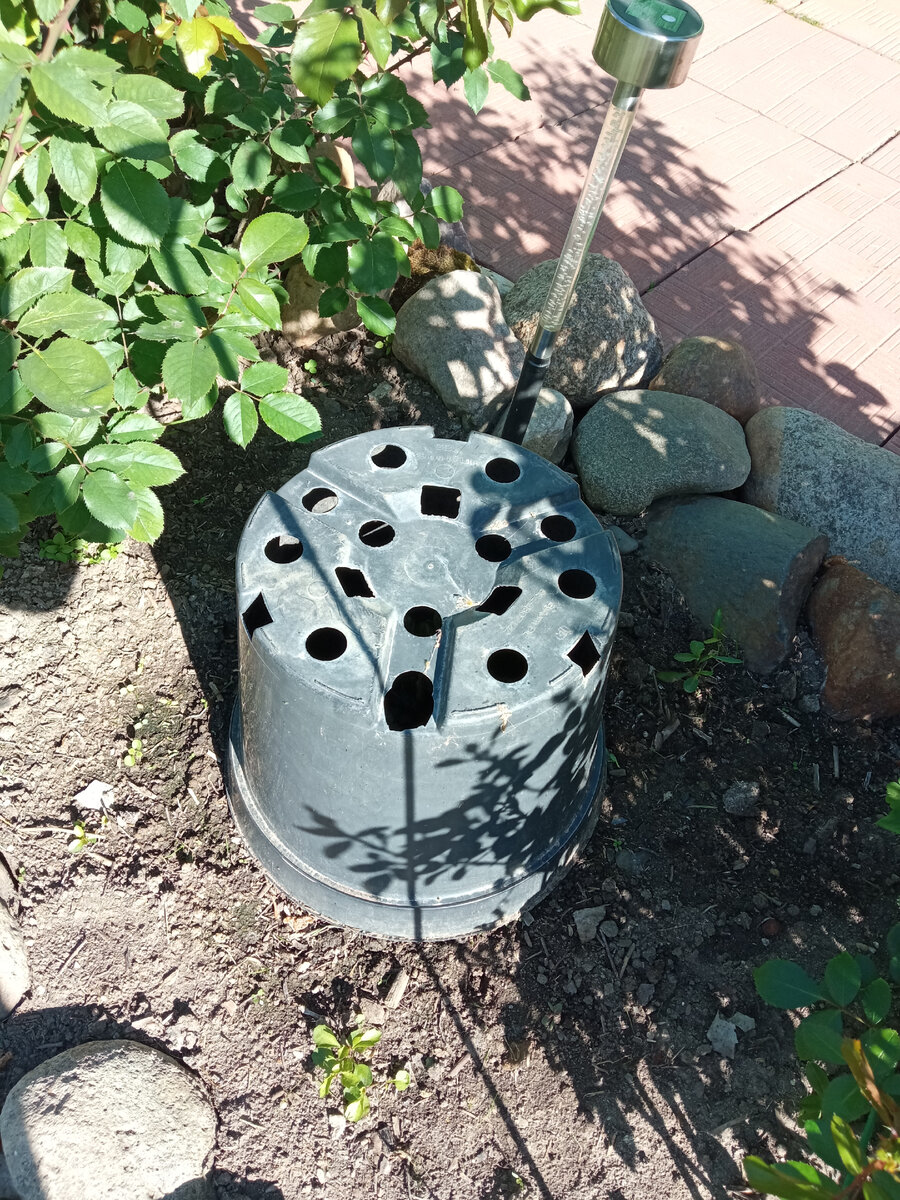 Так роза сидит уже две недели