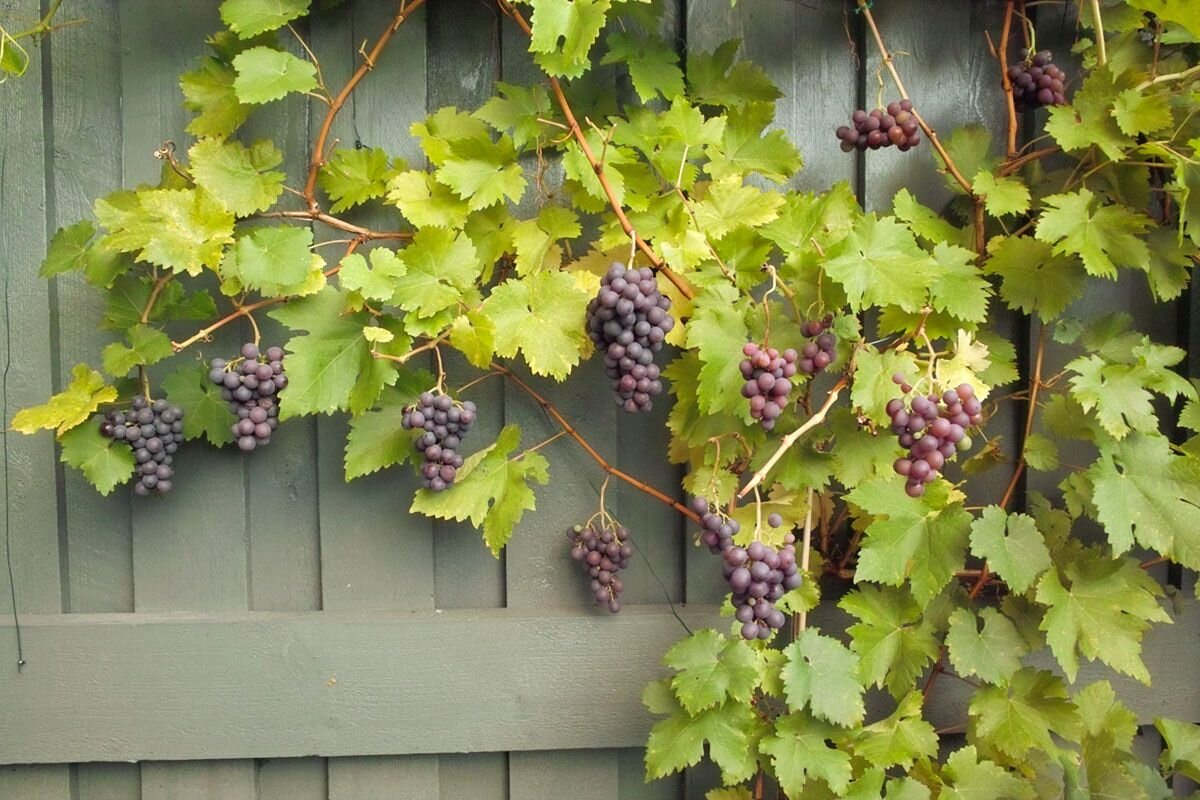 Как правильно выбрать место для посадки винограда