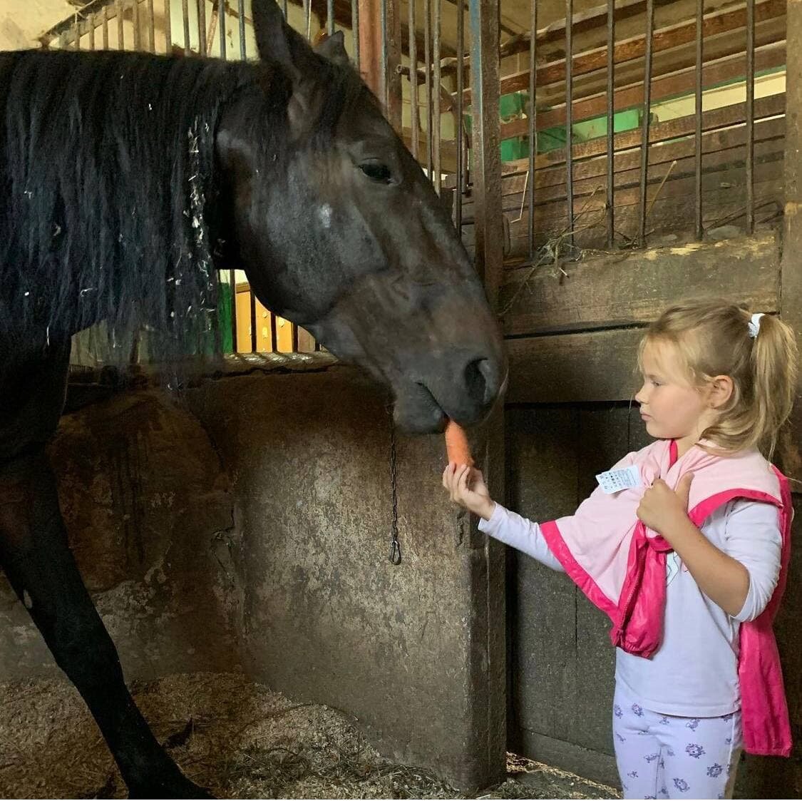 Сахар и морковь - любимое лакомство лошадей. 