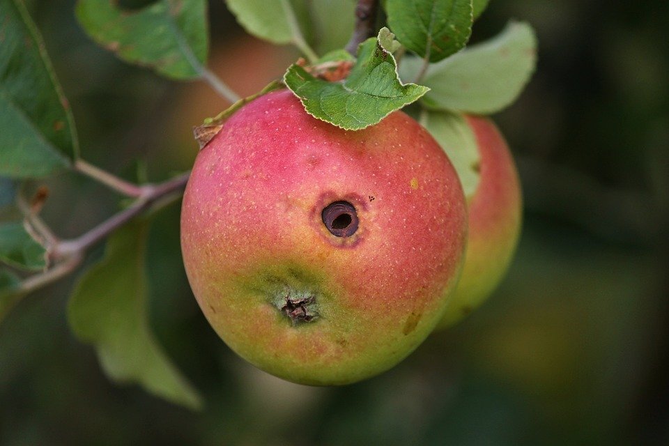 Червивые Яблоки Стоковые Фотографии | FreeImages