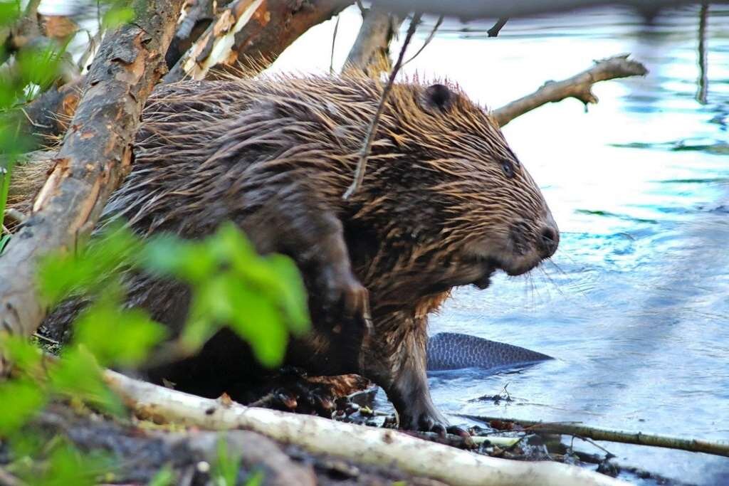 Укус бобра. Бобры за столом. Погоня за бобром смешной. Водится ли Речной бобёр на территории Волгоградской области.