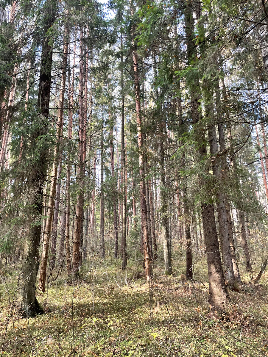 В лесу мне всегда нравится думать о чем-то «высоком»