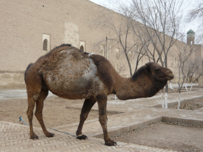Фото из своего архива.  Верблюд в Хиве. 2010 год. Старый совсем стал, облез весь. Выше фото из интернета девушки похожей на Бетти.