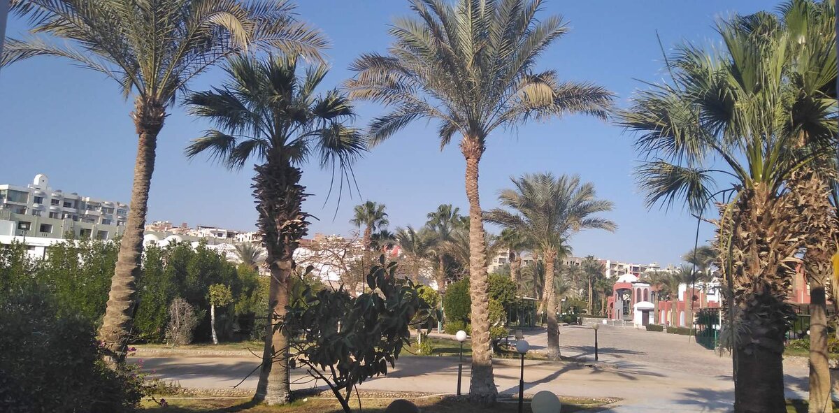 Хургада сегодня. Отель Arabella Azur, который очень  любят россияне. Мое фото для Яндекс Дзена