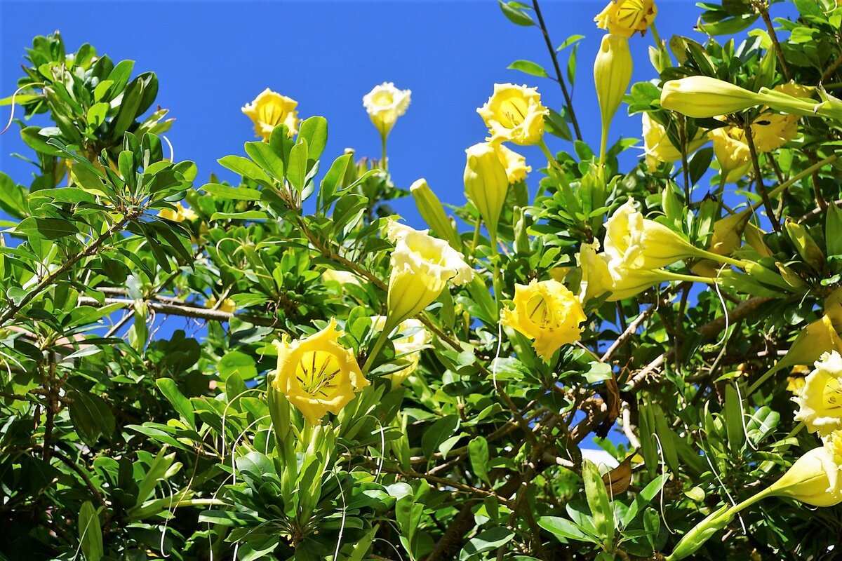 Кустарник дурман. Фото с сайта pixabay.com