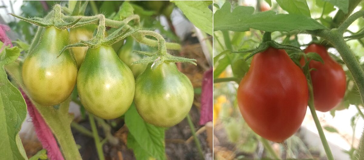 Плоды сорта "Красная груша" имеют характерную форму и прекрасный вкус