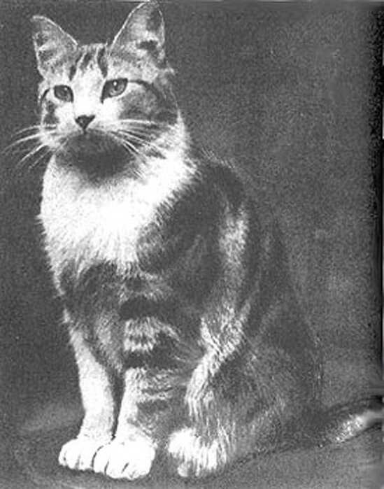 Кошка Фейт из лондонской церкви святого Августина и святой Веры