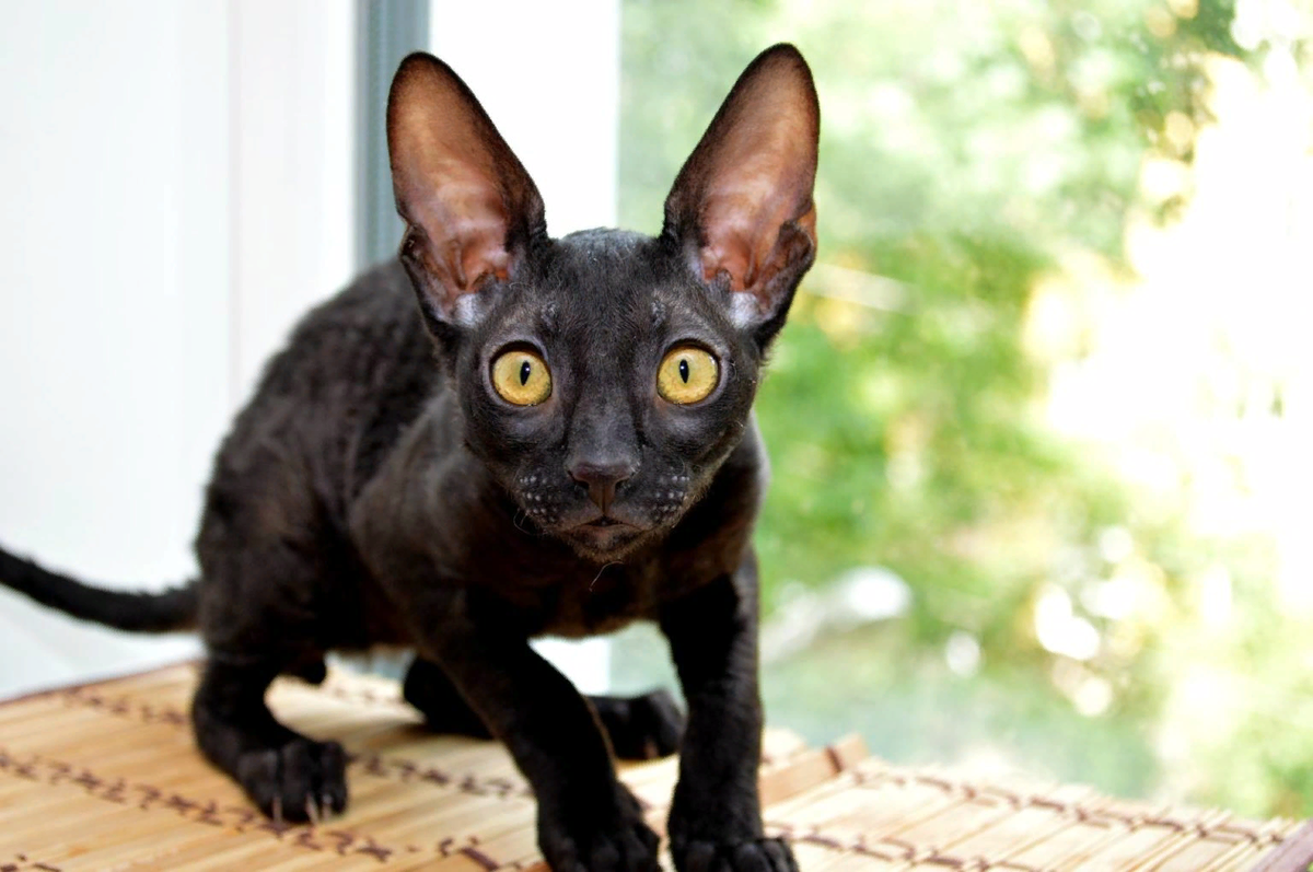 Очаровательный котенок породы корниш-рекс черного окраса | instgeocult.ru