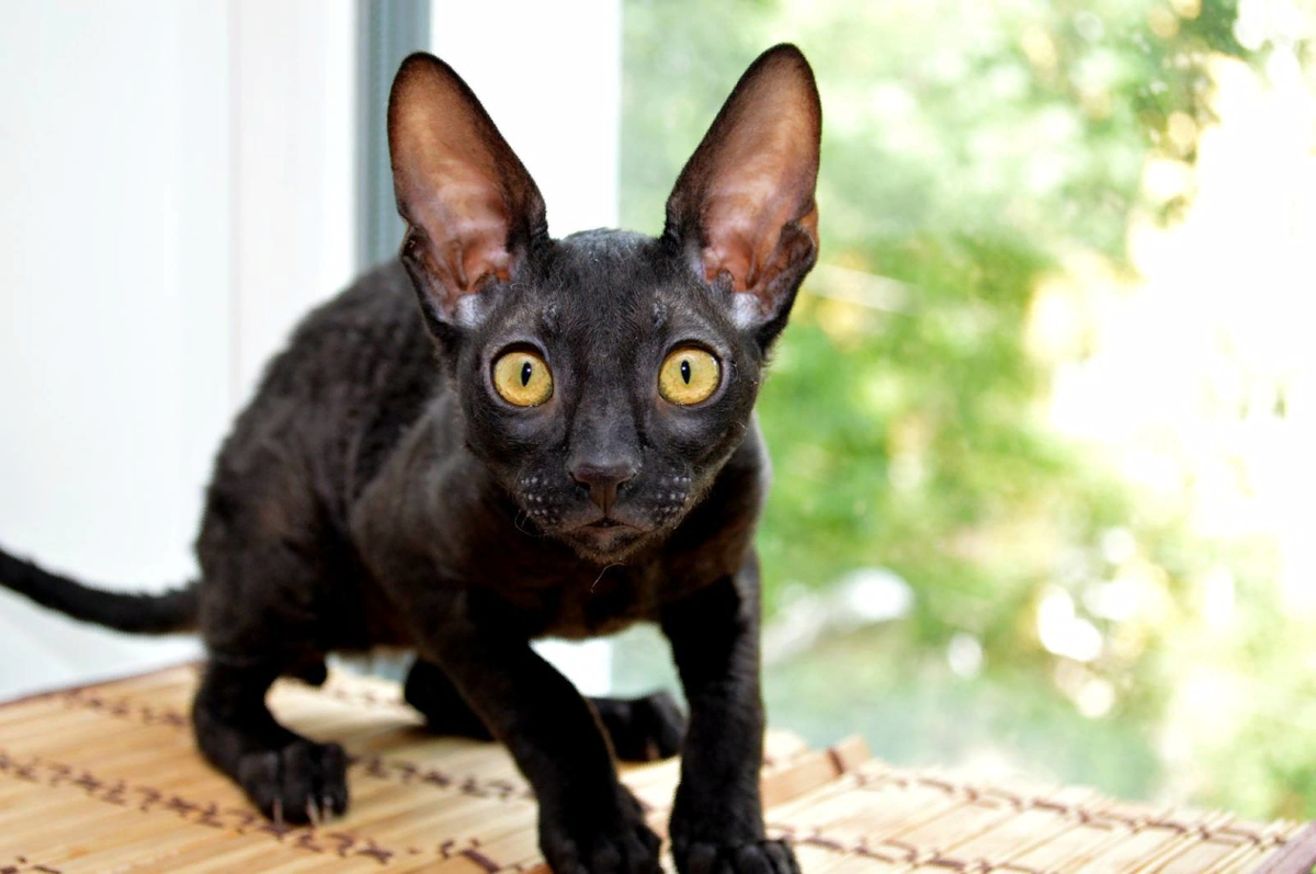 Форум Академгородка, Новосибирск > Корниш-рекс (Cornish Rex, CRX)