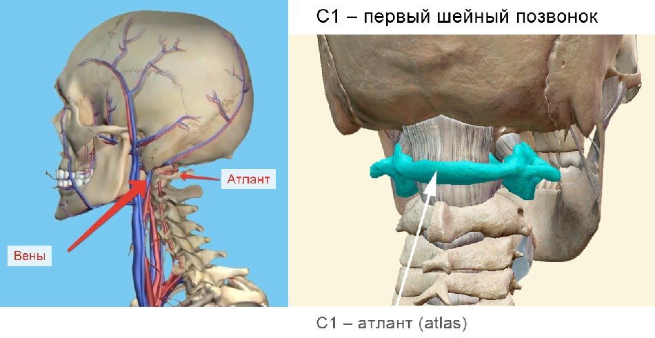 Картинка атланта позвоночника