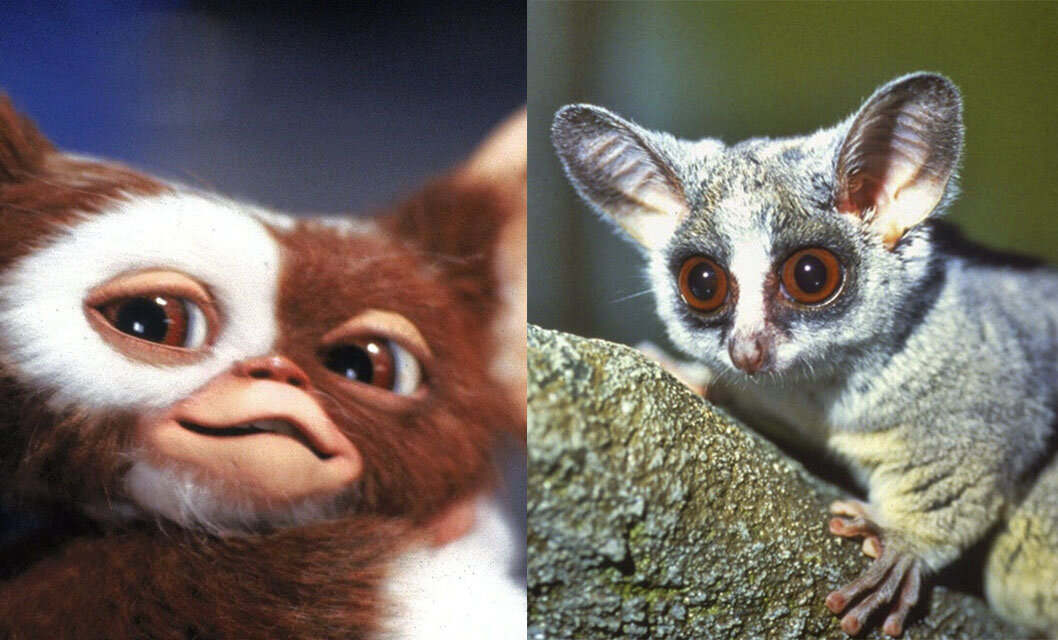 Нади 10 отличий.