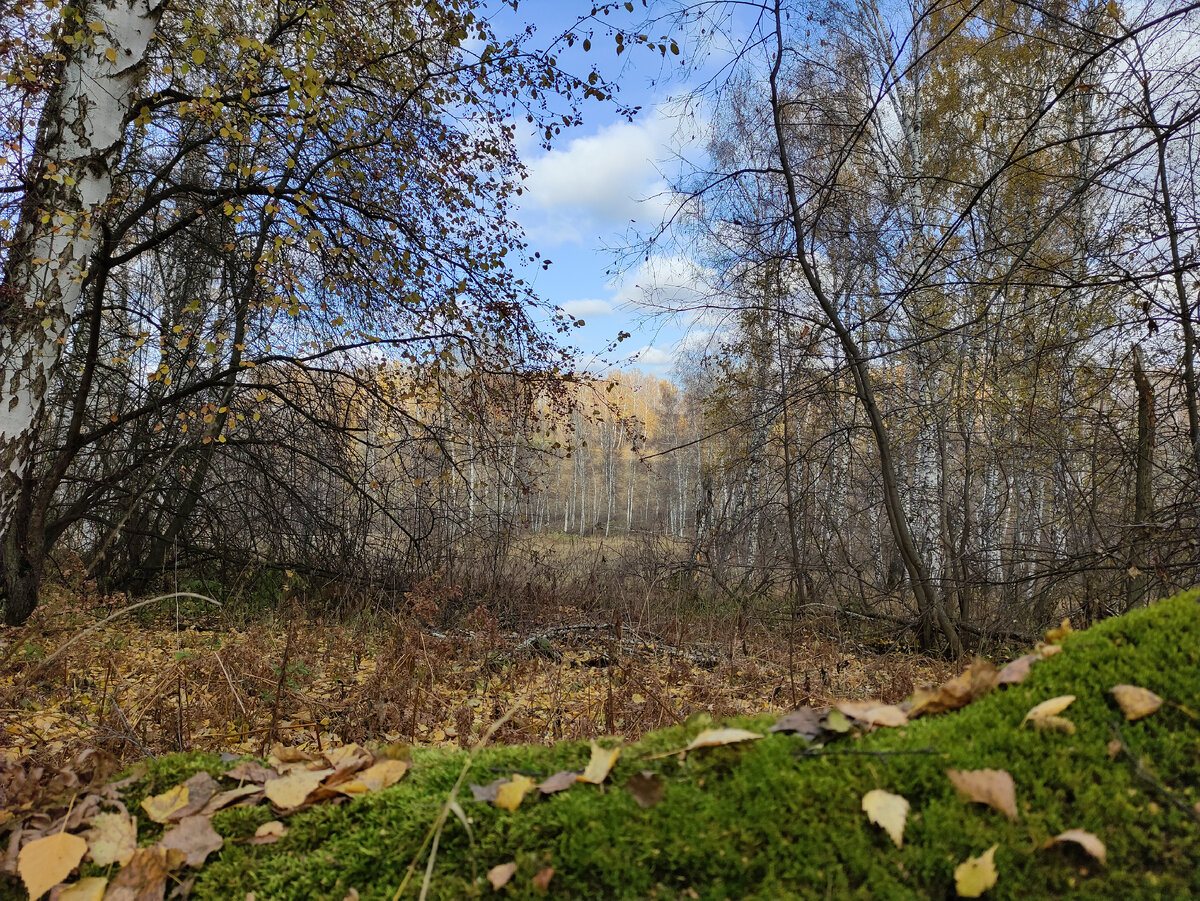 Сквозь кустарник