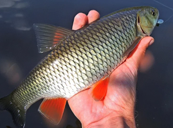 Добавьте описание