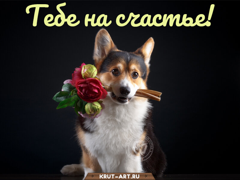Картинка с корги, который держит в зубах букет цветов, открытка на счастье