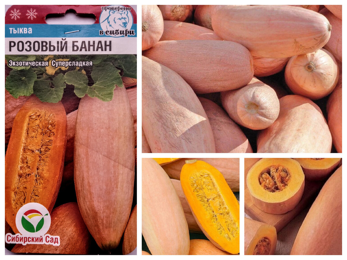 Тыква розовый банан седек. Тыква румяная папайя (премиум сидс) ц. Тыква торпеда описание сорта. Тыква пинк банана. Тыква сорт банан.