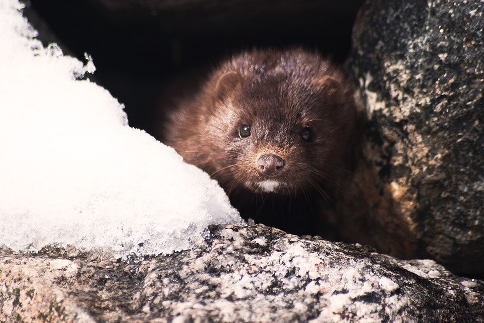 Источник: https://cdn.pixabay.com/photo/2016/05/16/02/40/mink-1394881_960_720.jpg
