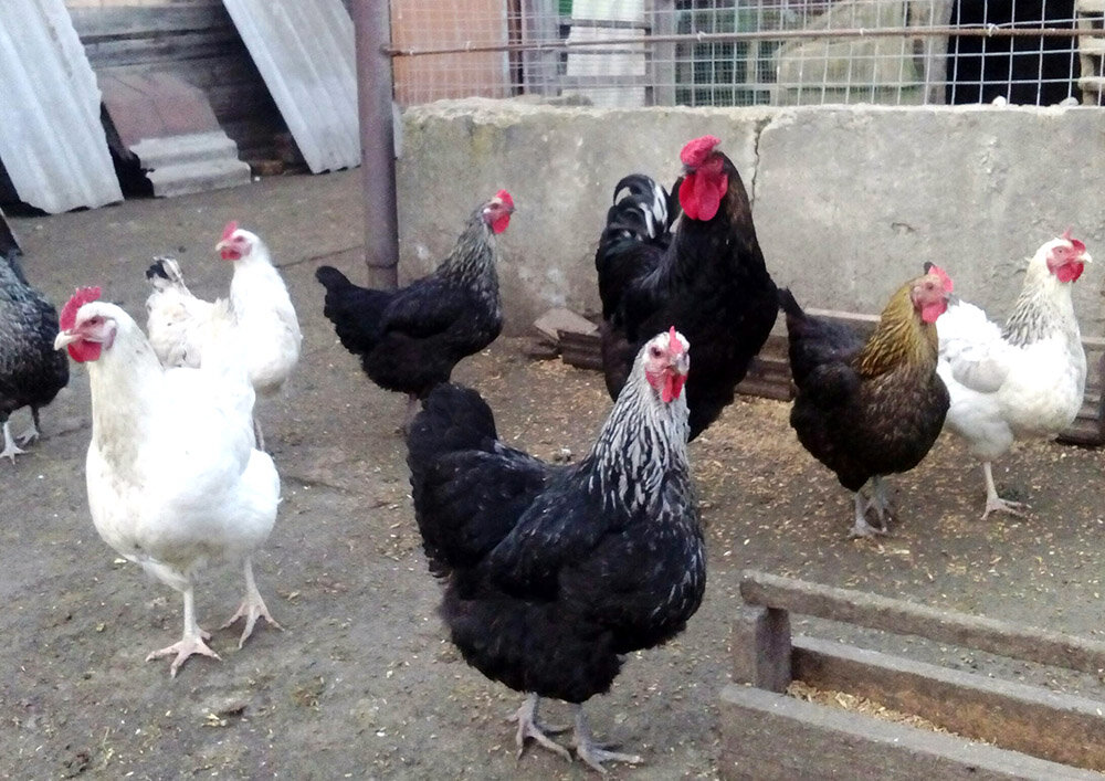 Домашние несушки