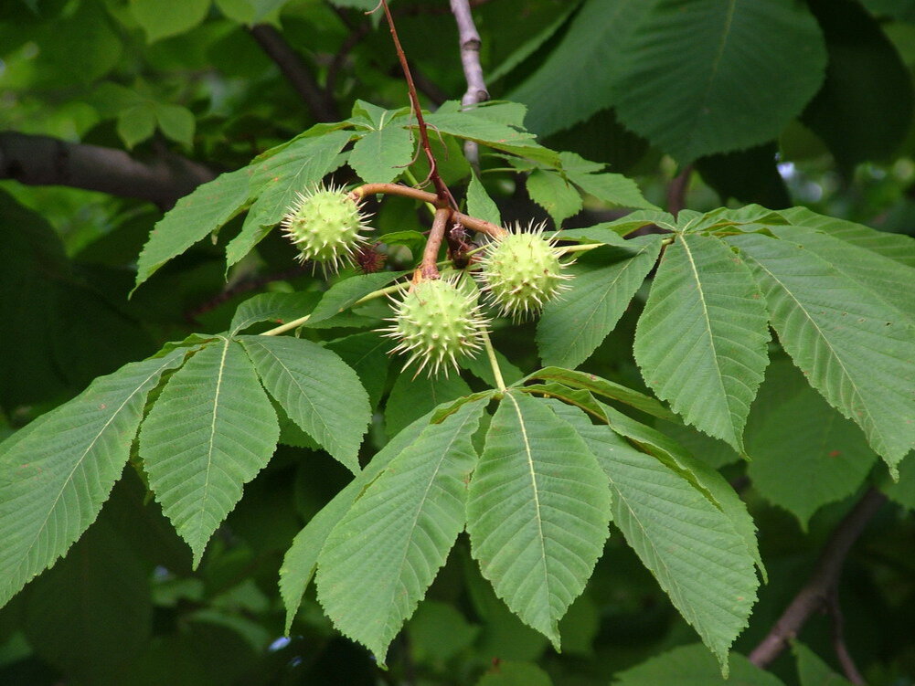 Каштан конский (Aesculus). Каштановое дерево. Каштан конский (Aesculus hippocastanum). Конский каштан обыкновенный плод. Виды каштановых