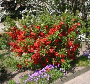 айва японская в дизайне сада