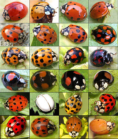 Семиточечная Божья Коровка (Coccinella septempunctata)