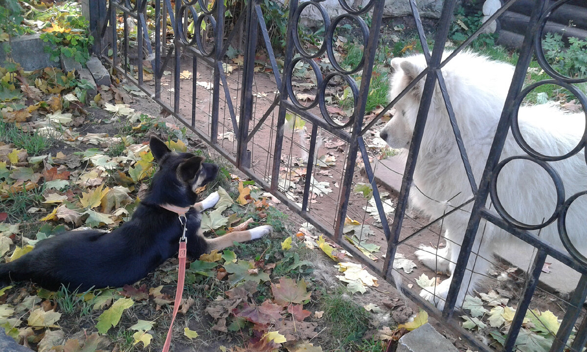 Найда и самоед Белый