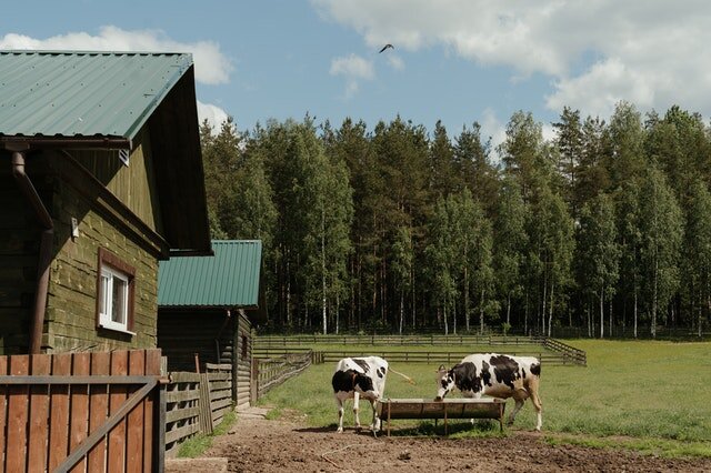 Источник фото: Pexels.com