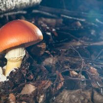 Цезарский гриб дальневосточный (Amanita caesareoides) фото и описание