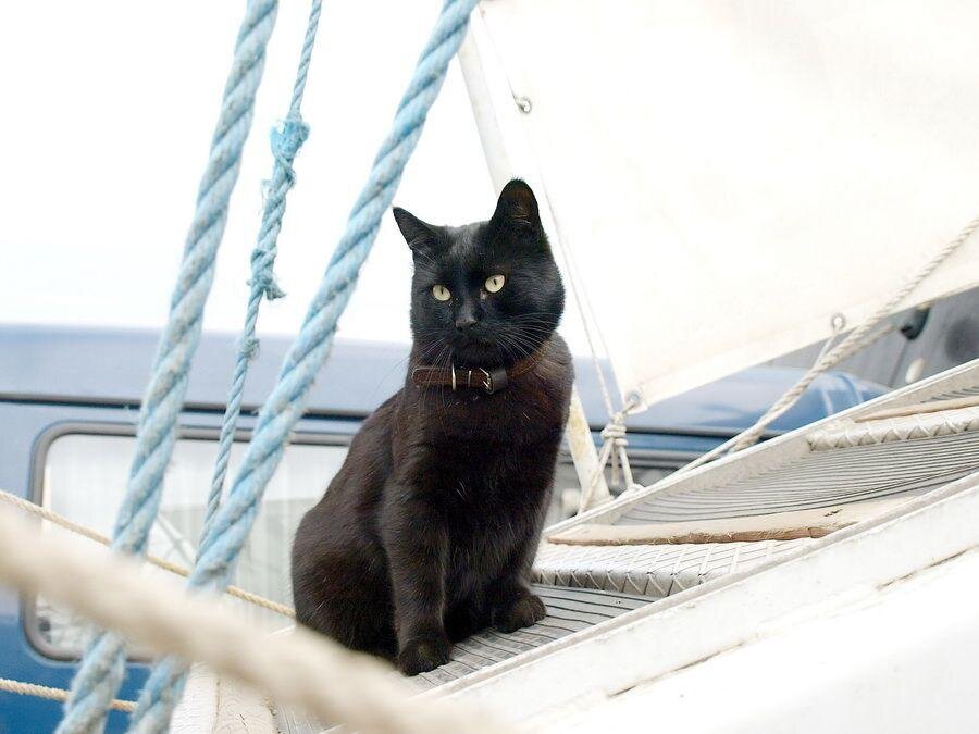 Из Яндекс картинок кот