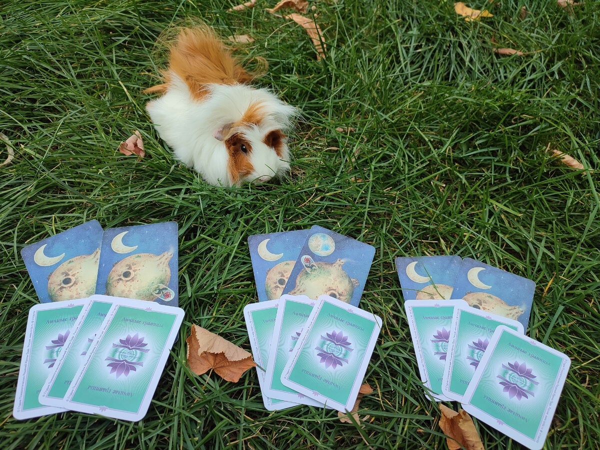 ЭКСПРЕСС РАСКЛАД  на тему: Странный человек, что ему нужно от вас? Выбирайте, пожалуйста, один из трёх вариантов.