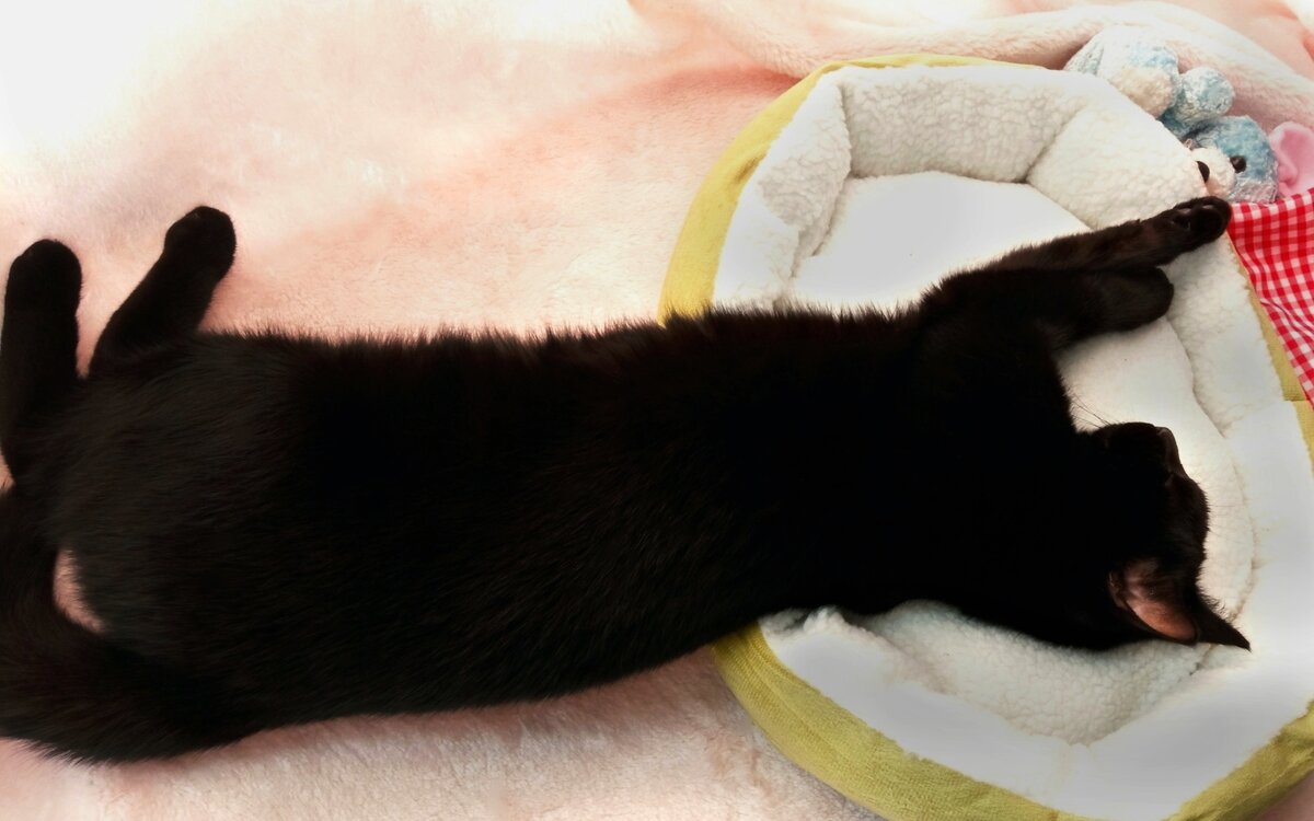 Крепко спит, меня даже не услышал