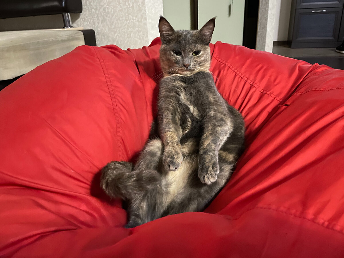 Опять соседская кошка не может никак успокоиться. Сола все слышит:)