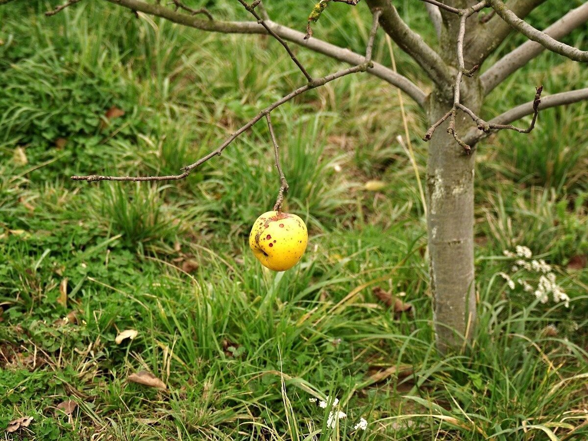 Фото: agroxxi.ru