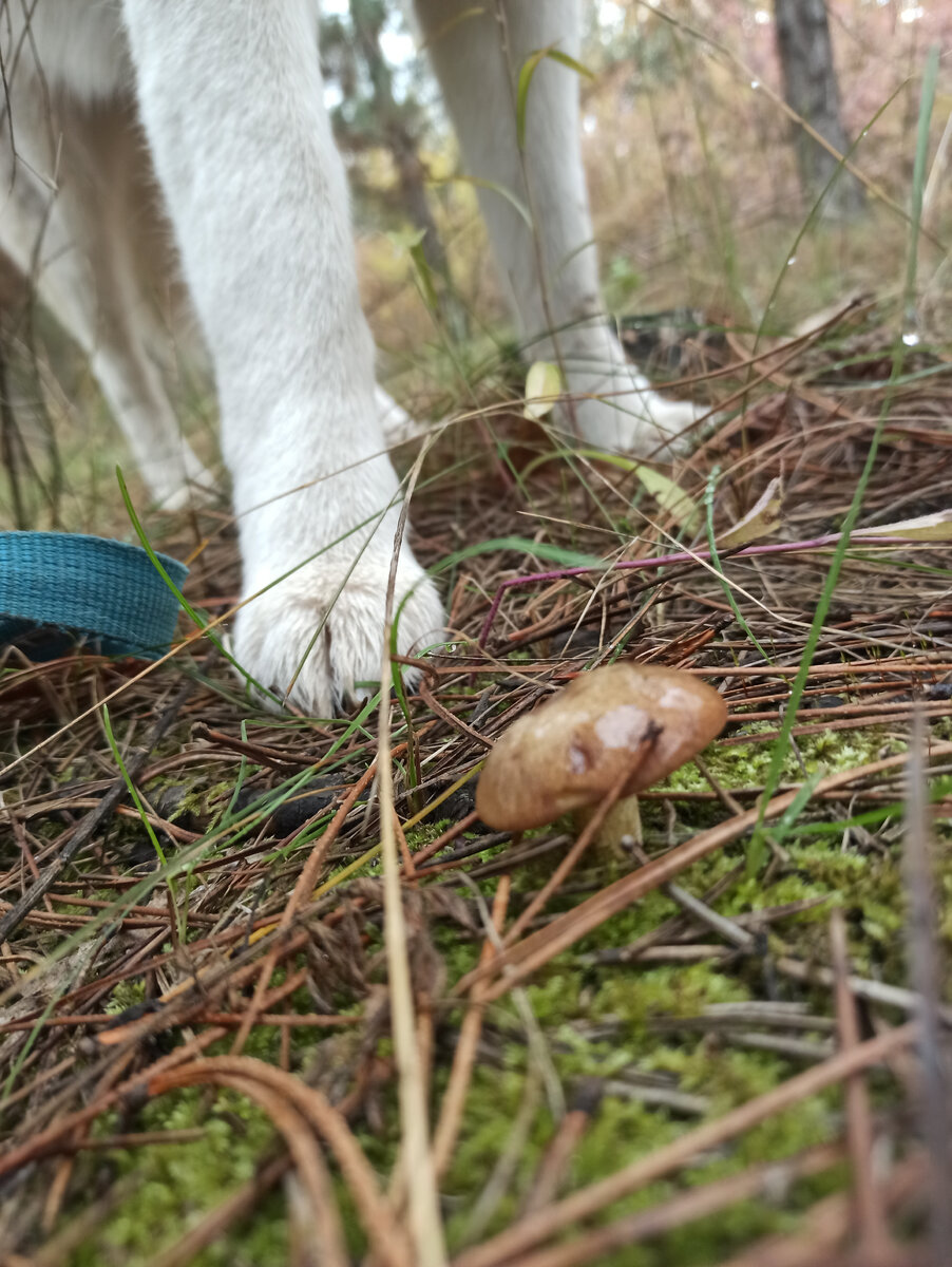 Это мы в лесу