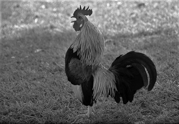 Изображение из сети интернет