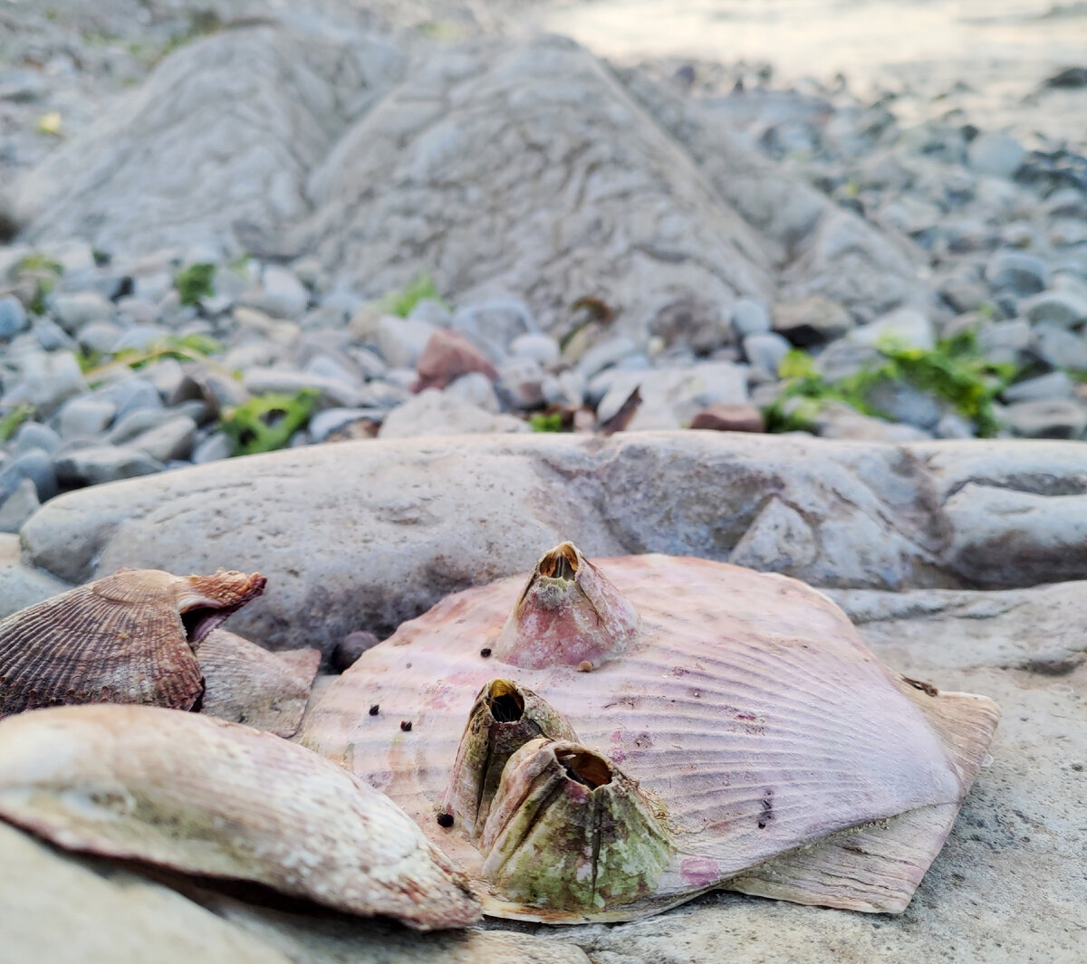 Фото автора: ракушечки