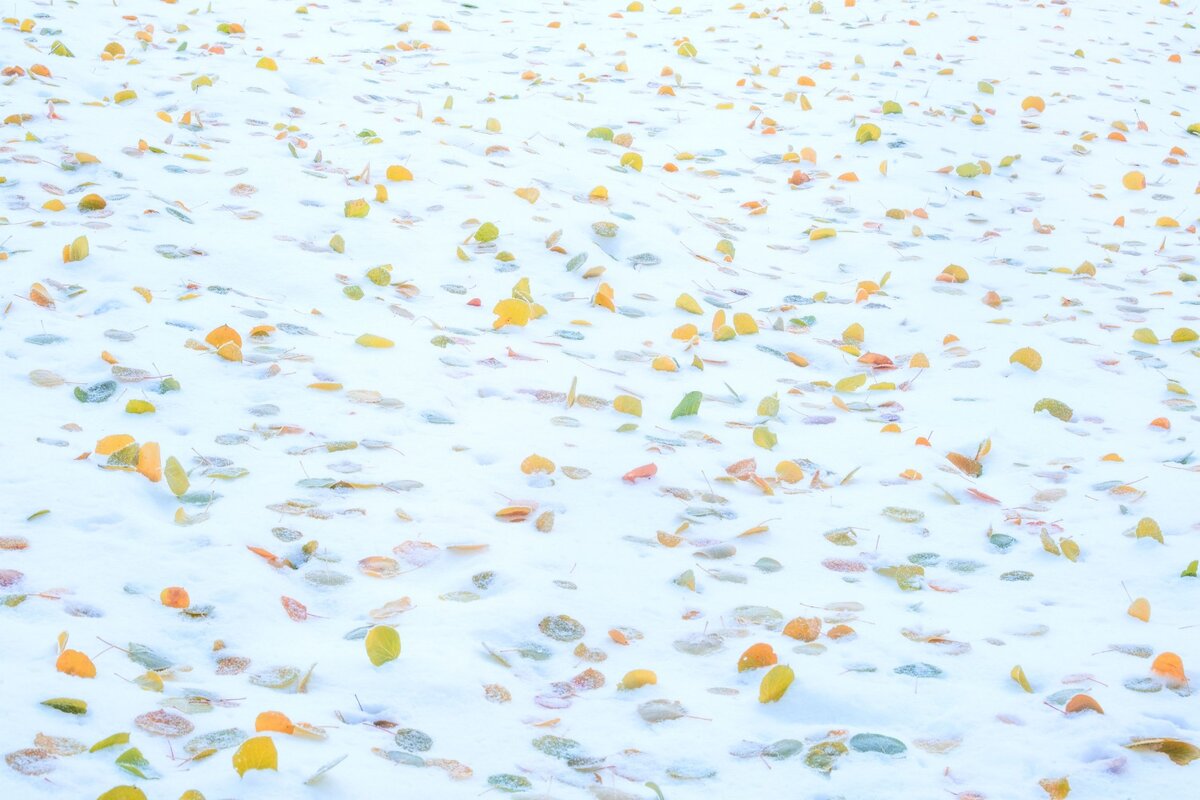 � Eric Bennett (���) ��������.��� 101 | ILPOTY�2022