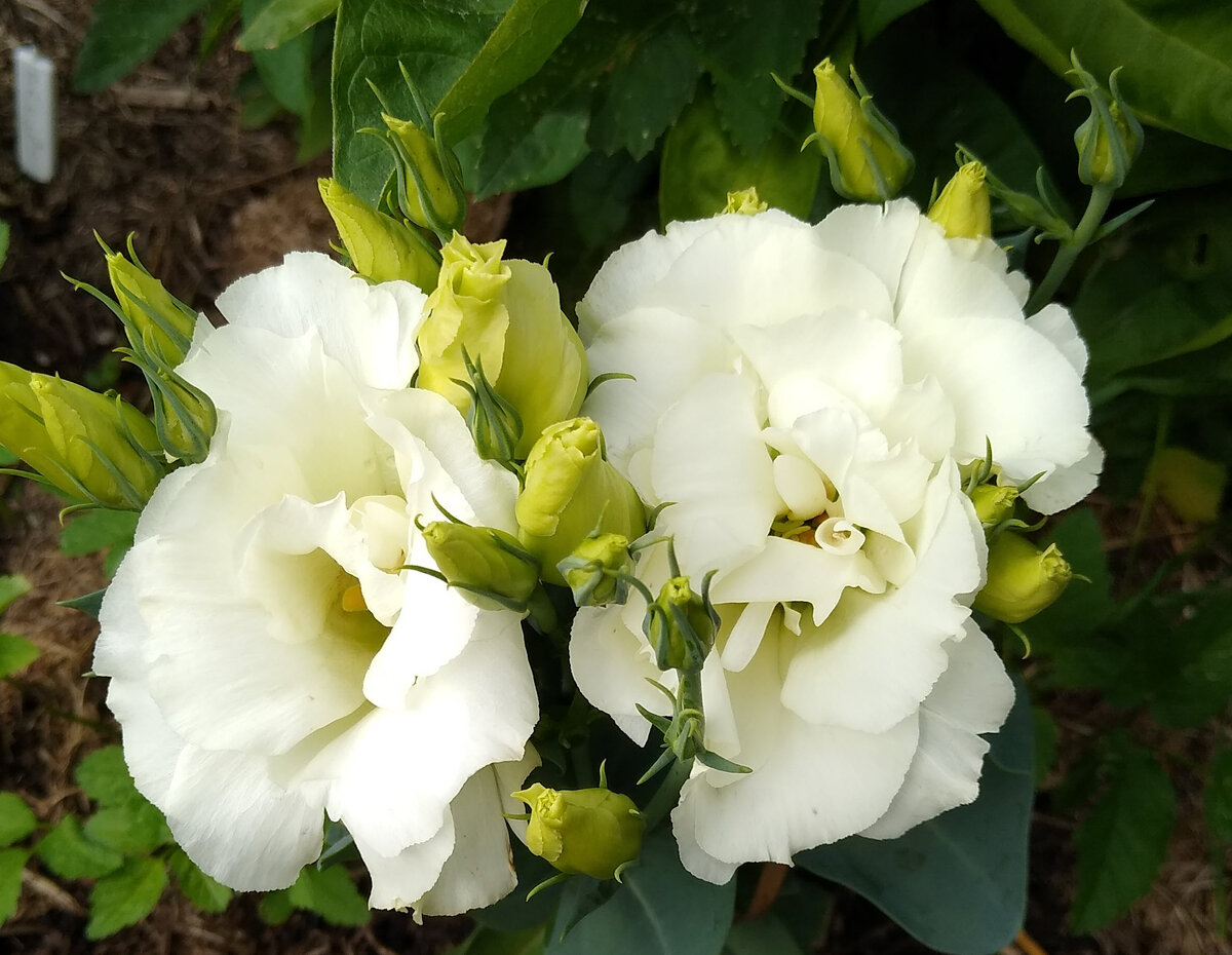 Эустома Рози Белая. Цветения дождалась в конце августа.