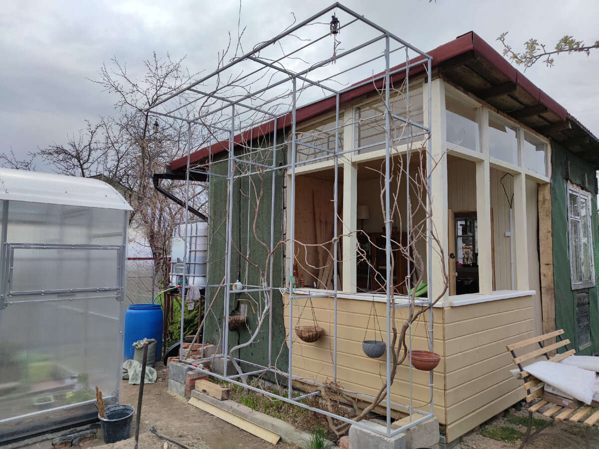 8 мая 2022 Глициния в средней полосе. Подмосковье.