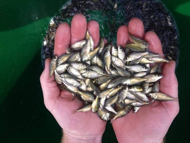 Столько мальчика можно поймать с 5 таких ловушек