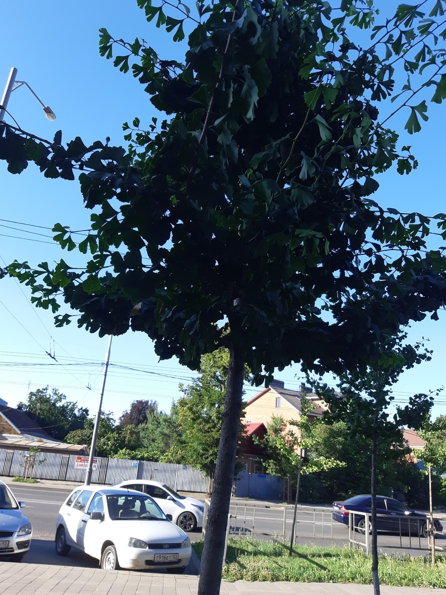 молодое деревце