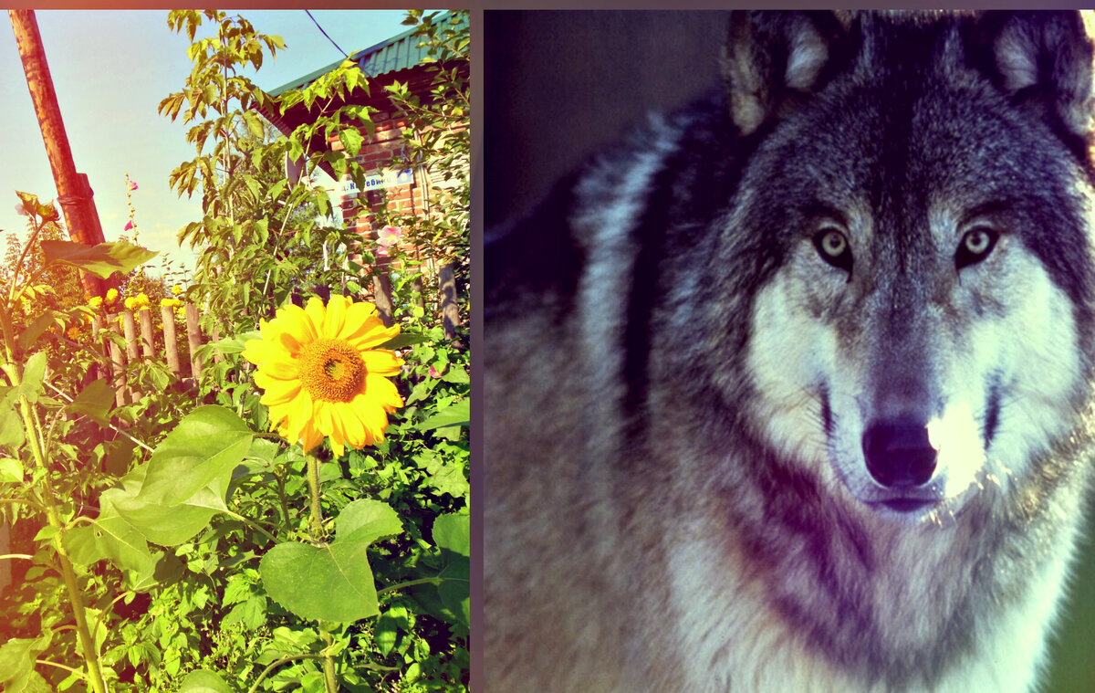Волк наведывался в наш  двор довольно часто и смотрел на наш дом своими умными глазами с любопытством и ожиданием (коллаж автора).