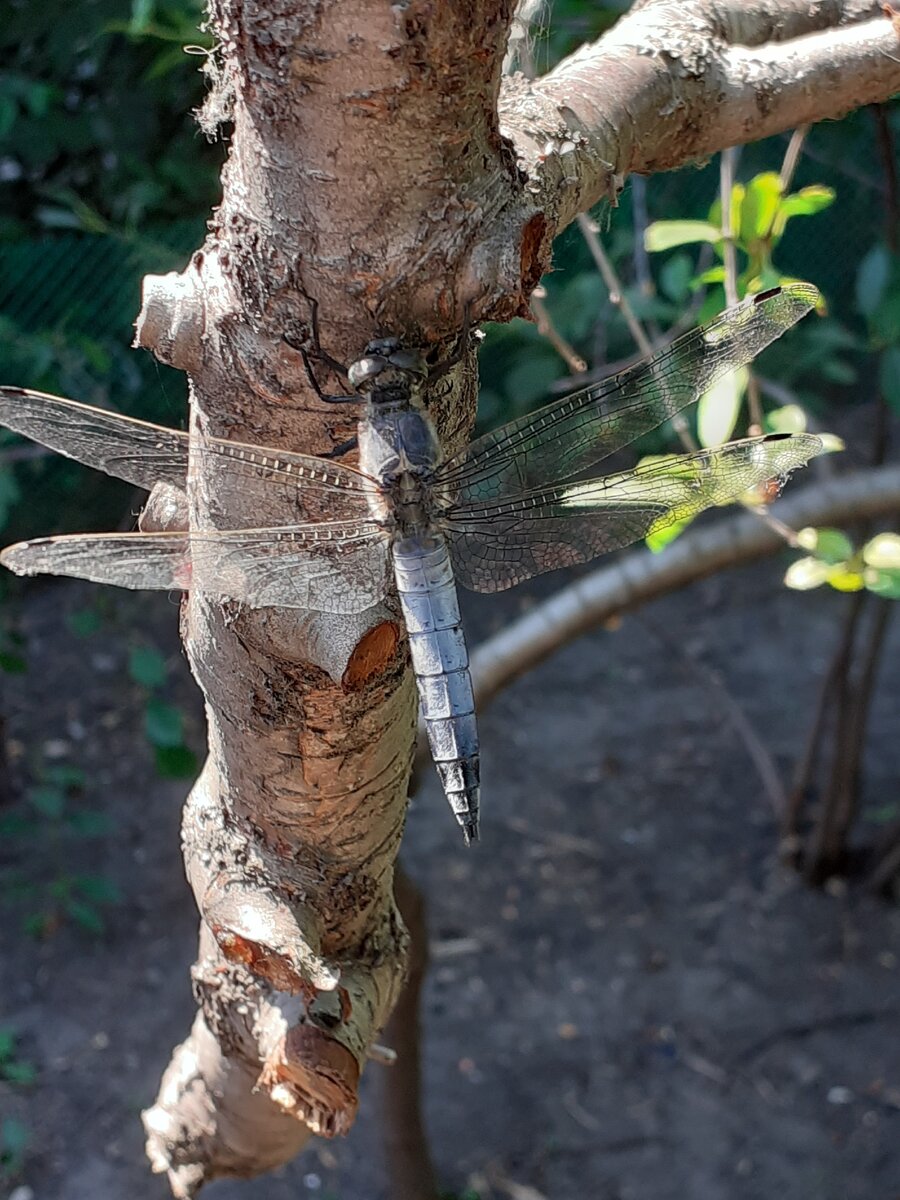 Стрекоплан на вишенке)))