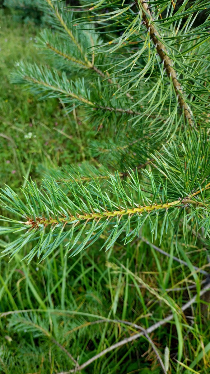 Сосновые веточки