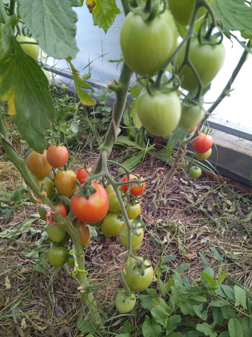 Видно, что срезанные листья еще не совсем пожухли