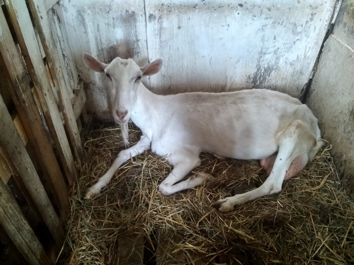 на фото коза автора.