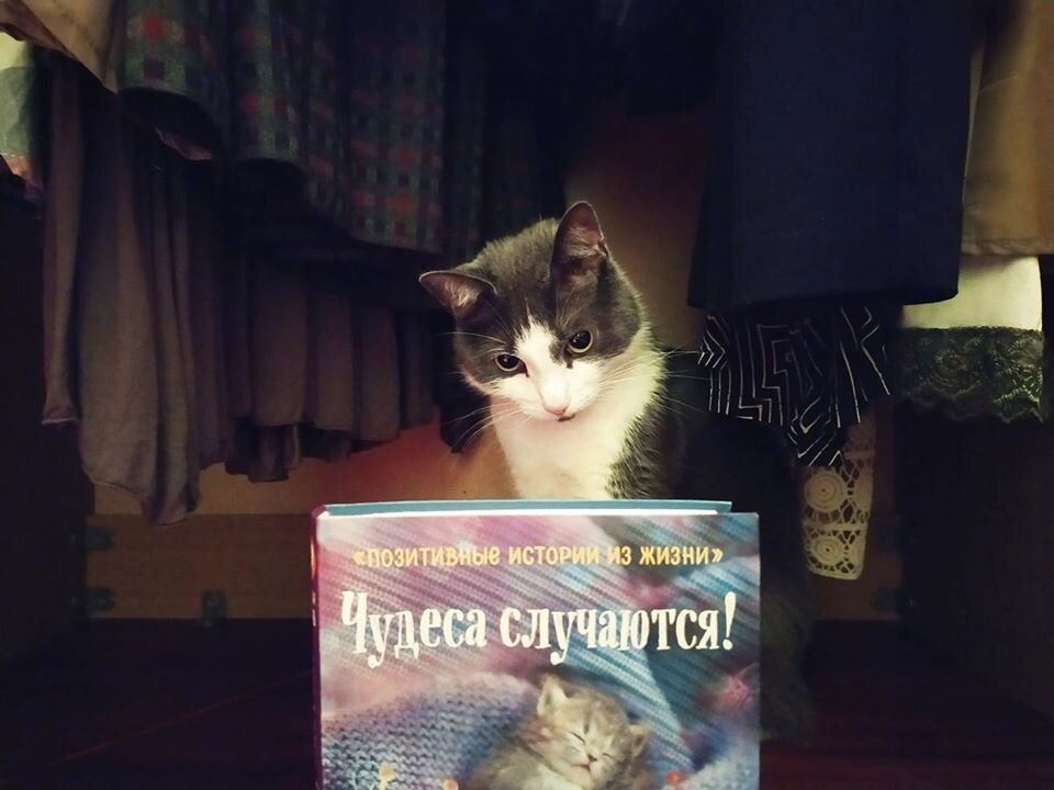 Фото из архива авторов.  Уже известный внимательным читателям Сэр Моня в шкафу. На кнопки (ловила кадр)  нажимала та самая Елизавета,  о которой вы только что прочитали историю.  Сейчас  девочка подросла. 